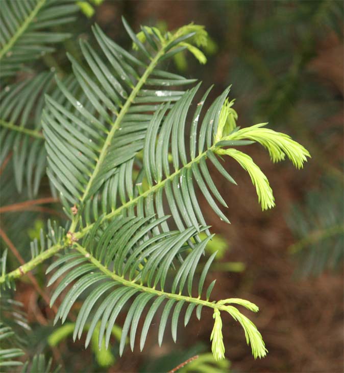 Cephalotaxus�@fortunei�̗t