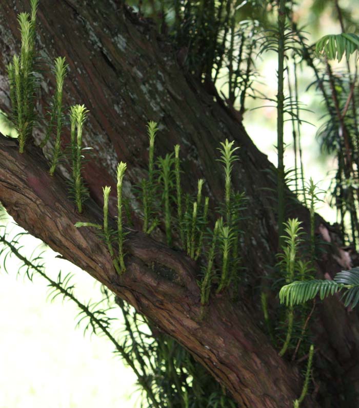 Cephalotaxus�@fortunei�̊�