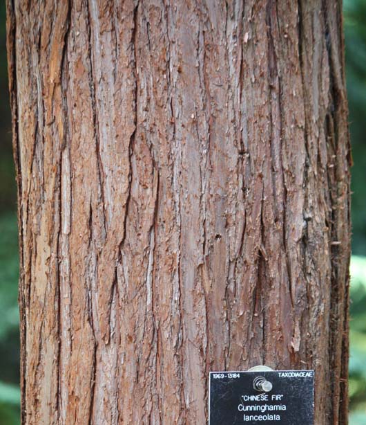 �R�E���E�U���̊�