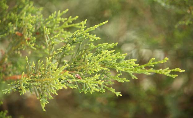 �C�^���A���T�C�v���X