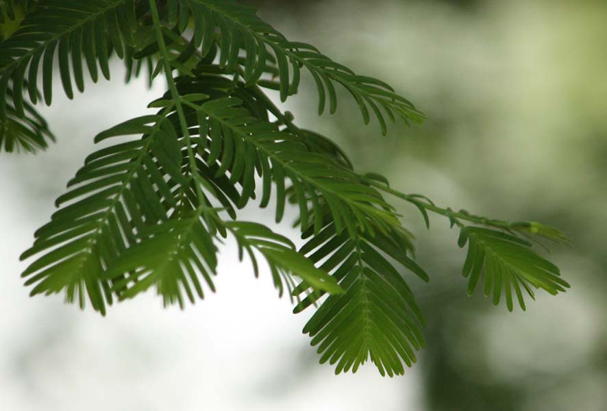 ���^�Z�R�C�A