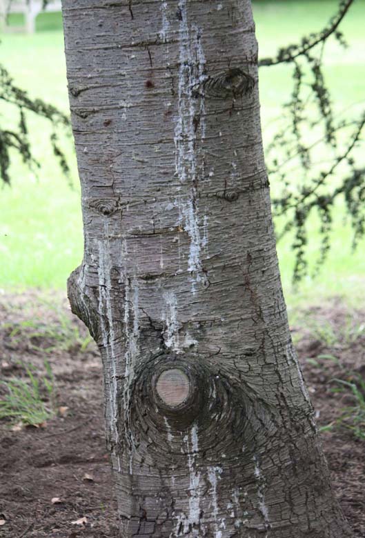 �A�g���X�V�[�_�̊�