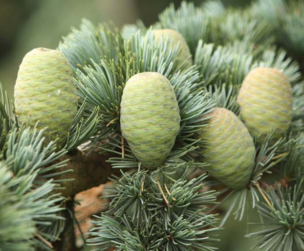 �A�g���X�V�[�_�̗t