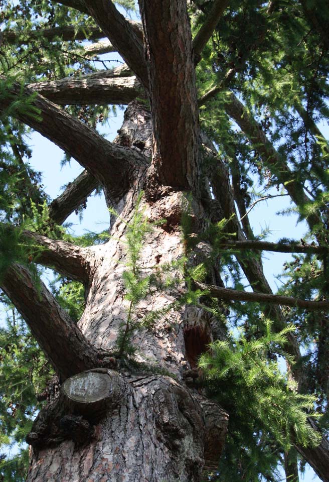 �I�E�V���E�J���}�c�̊�