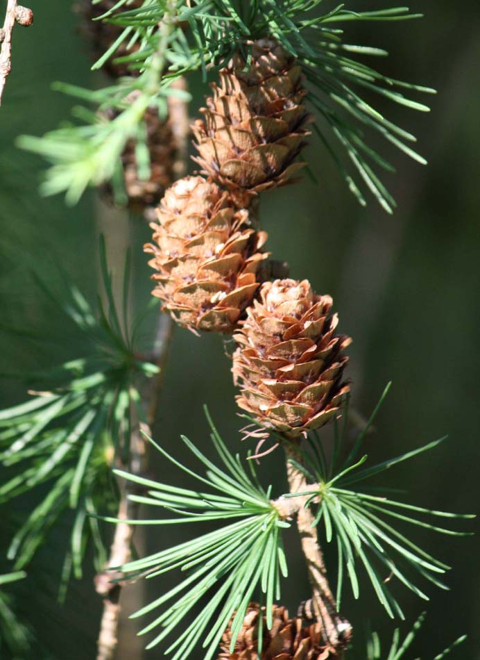 �I�E�V���E�J���}�c�̗t