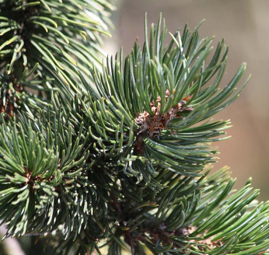 �u���b�X���R�[���p�C��