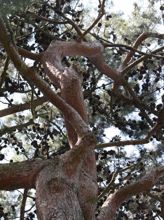 �A���b�|�}�c�̊�