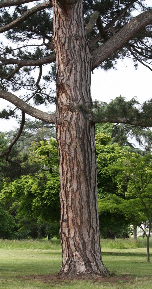 ���[���b�p�N���}�c�̊�