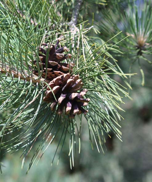 ���[���b�p�N���}�c�̗t