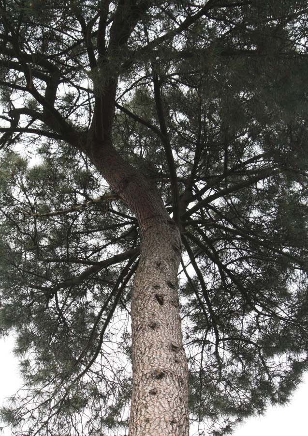 �t�����X�J�C�K���V���E