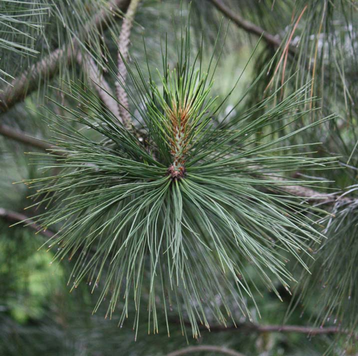 �|���f���[�T�p�C���̗t