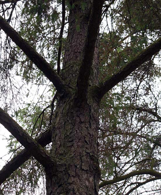 �V�g�J�X�v���[�X�̊�