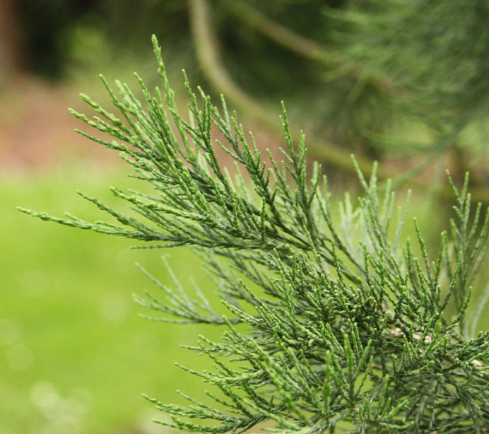 �W���C�A���g�Z�R�C�A�̗t