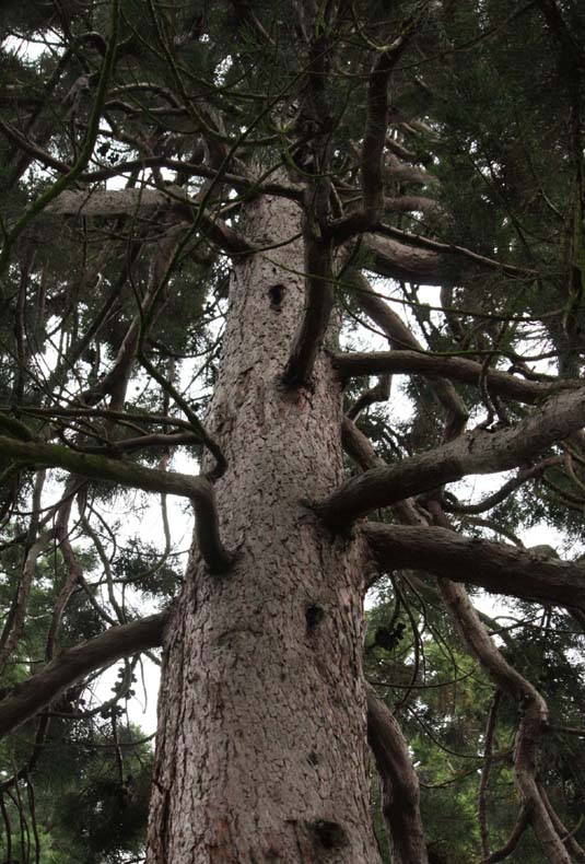 �W���C�A���g�Z�R�C�A�̊�