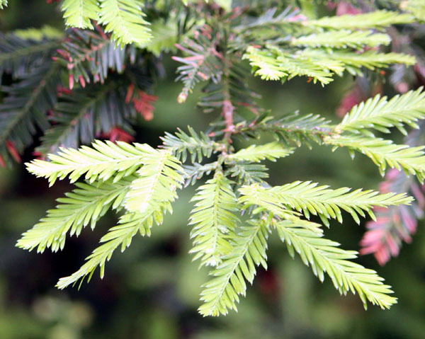 �Z���y���Z�R�C�A