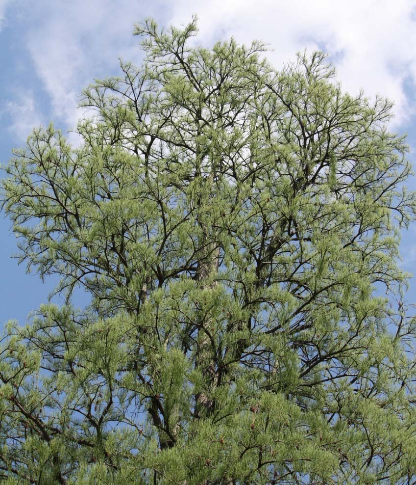 �^�`���N�E�V���E