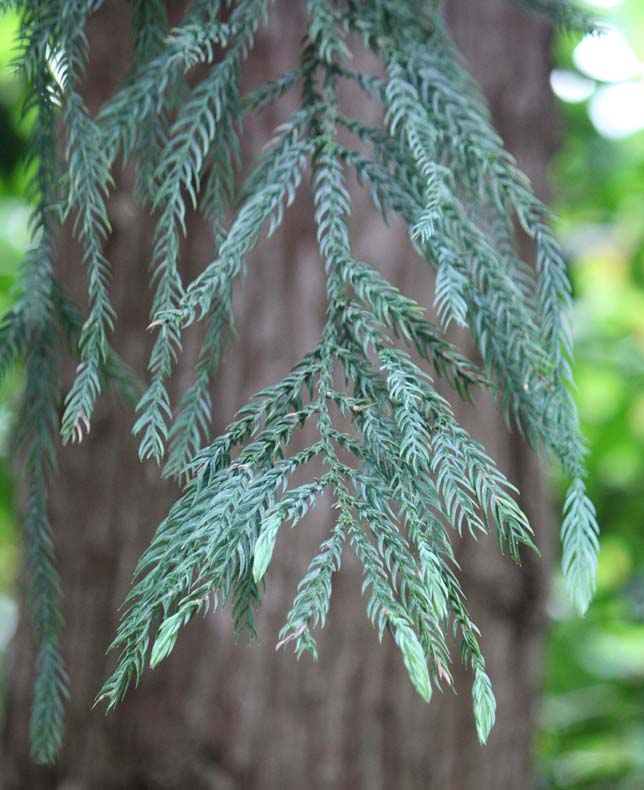 �^�C�����X�M�̗t