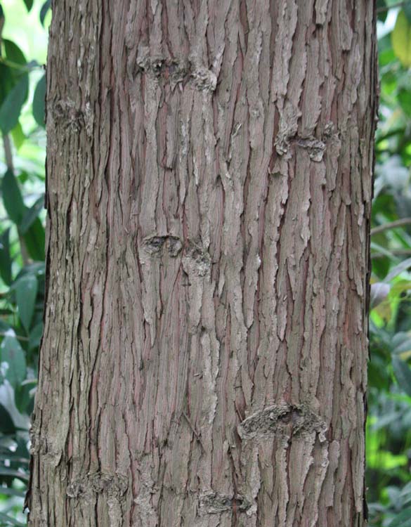 �^�C�����X�M�̊�