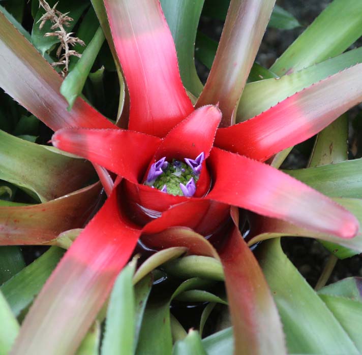 �~�C���A�i�i�X