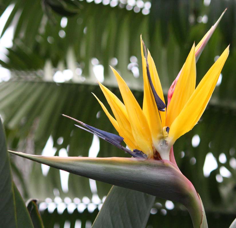 �S�N���N�`���E�J