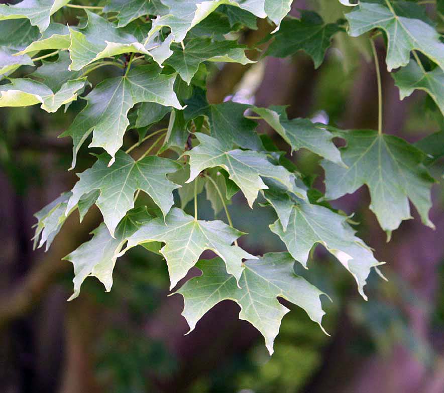 �T�g�E�J�G�f