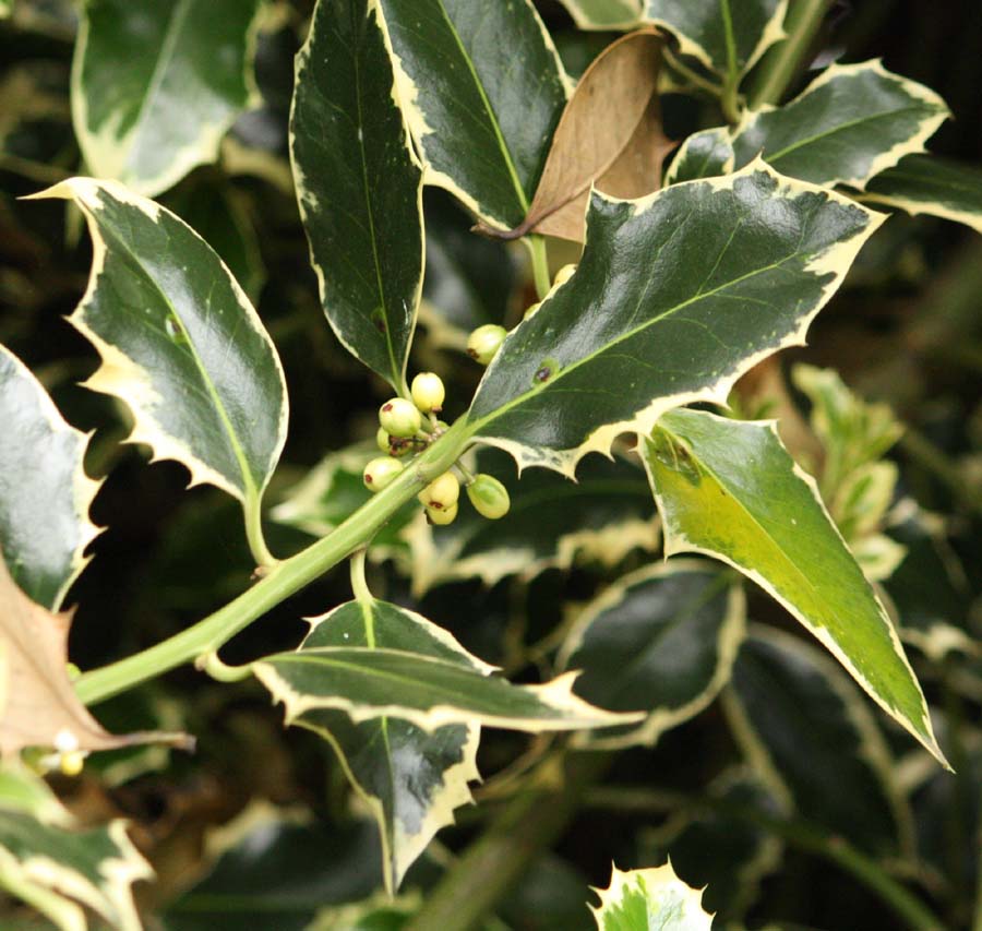 �Z�C���E�q�C���M