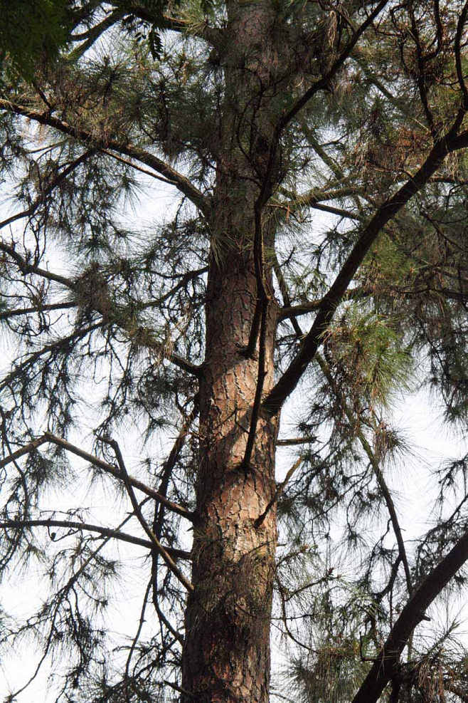 �P�V�A�}�c