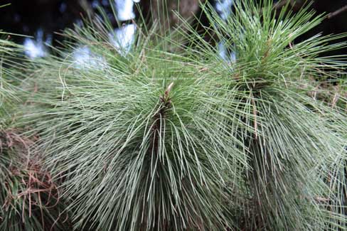 �����N�V�}�c