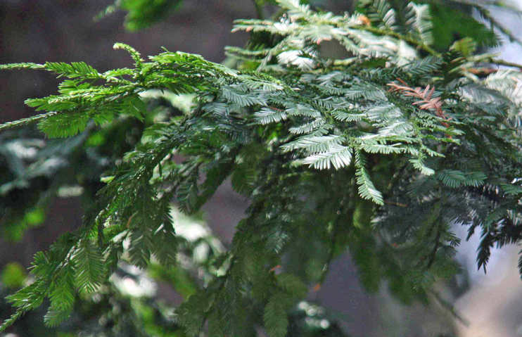 �t�F�U�[�p�C��