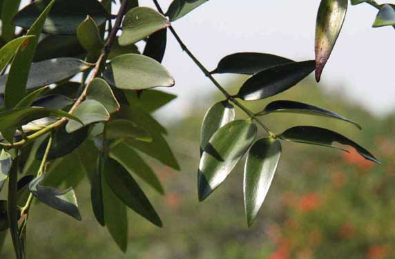 �{���l�I�A�K�`�X