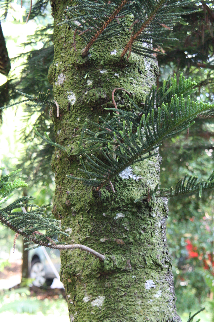 �R�[�������[�t�A���E�J���A