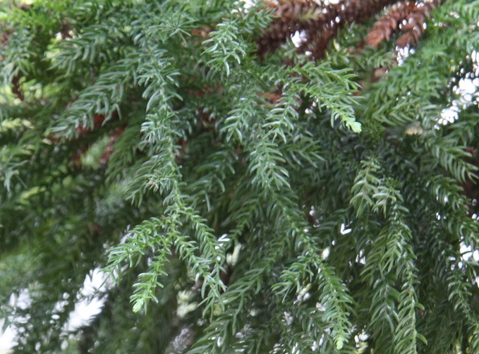 �t�[�v�p�C��