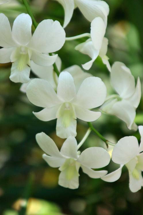 Dendrobium White Fairy
