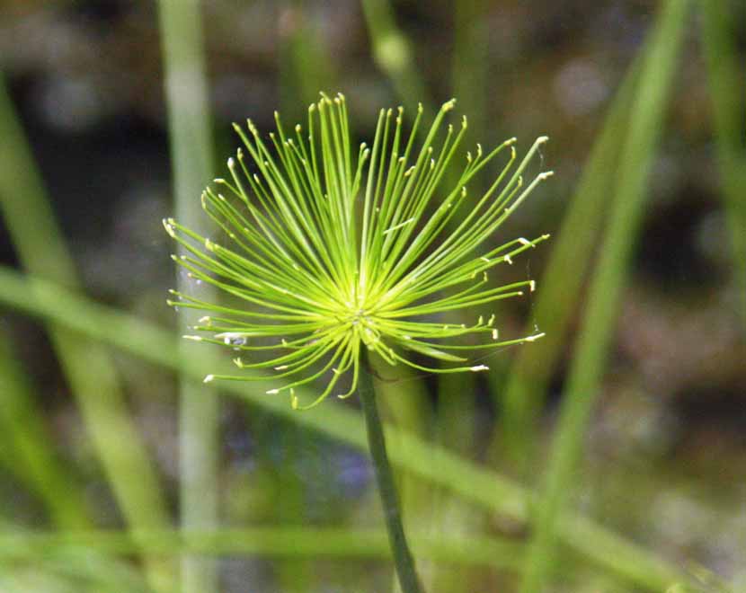 Cyperus haspan