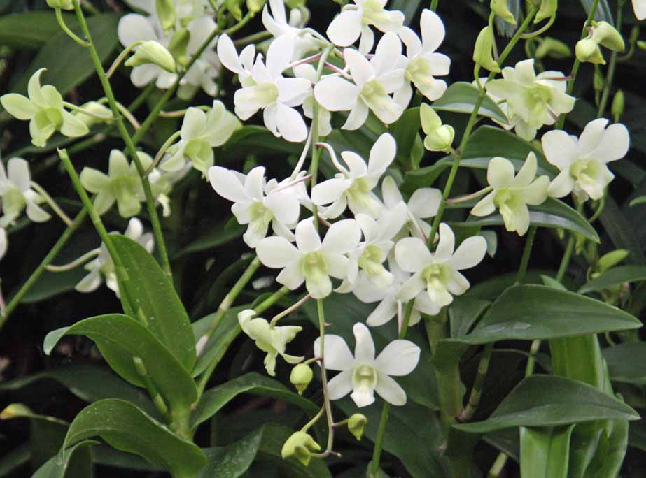 Dendrobium White Fairy