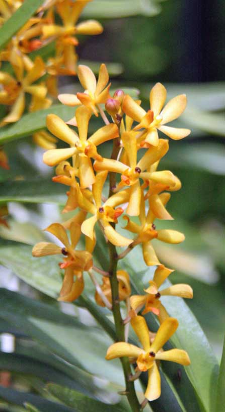 Ascorachnis Shah Alam City