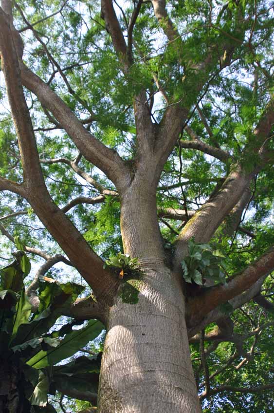 nterolobium cyclocarpum