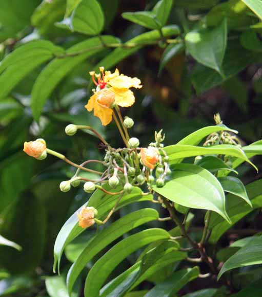 Bauhinia�@kockiana