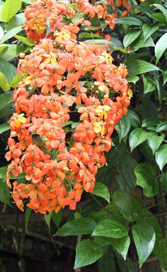 BBauhinia�@kockiana