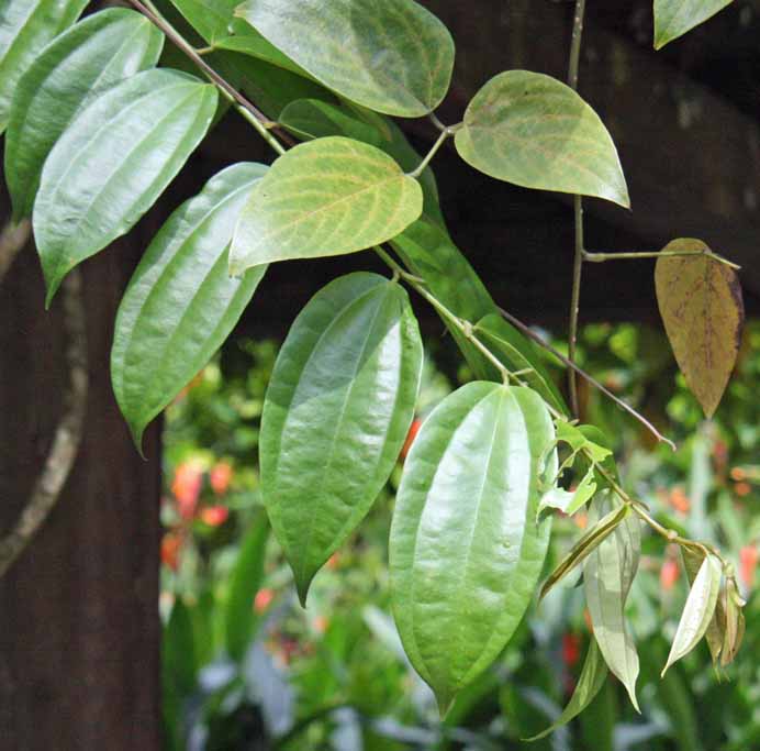 Bauhinia�@kockiana