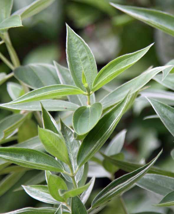 Tibouchina urvilleana