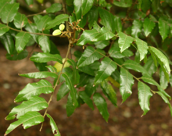 Pseudopanax 