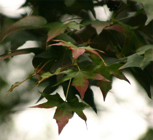 �T���Z�b�g���C�v��