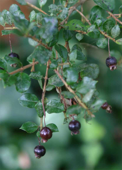 Corydalis  flexuosa