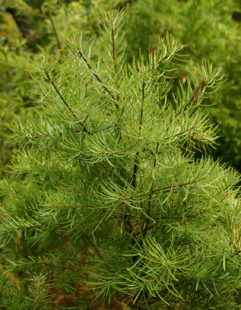 Keteleeria�@evelyniana