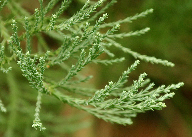 �W���C�A���g�Z�R�C�A�̗t