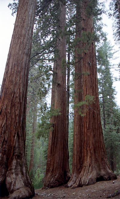 �W���C�A���g�Z�R�C�A����