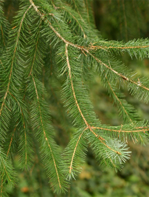 �V�g�J�X�v���[�X