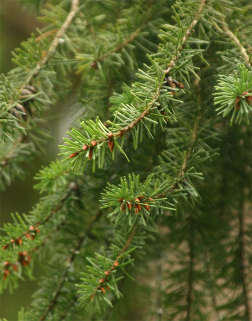 �_�O���X�t�@�[