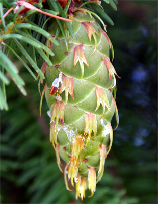 �_�O���X�t�@�[�̋���